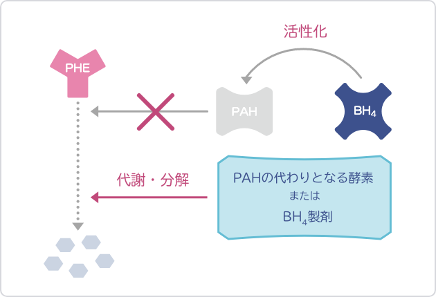 フェニルアラニン水酸化酵素（PAH）の代わりとなる酵素製剤または天然型テトラヒドロビオプテリン（BH4）製剤を投与することで、血中フェニルアラニン（Phe）濃度を低下させる